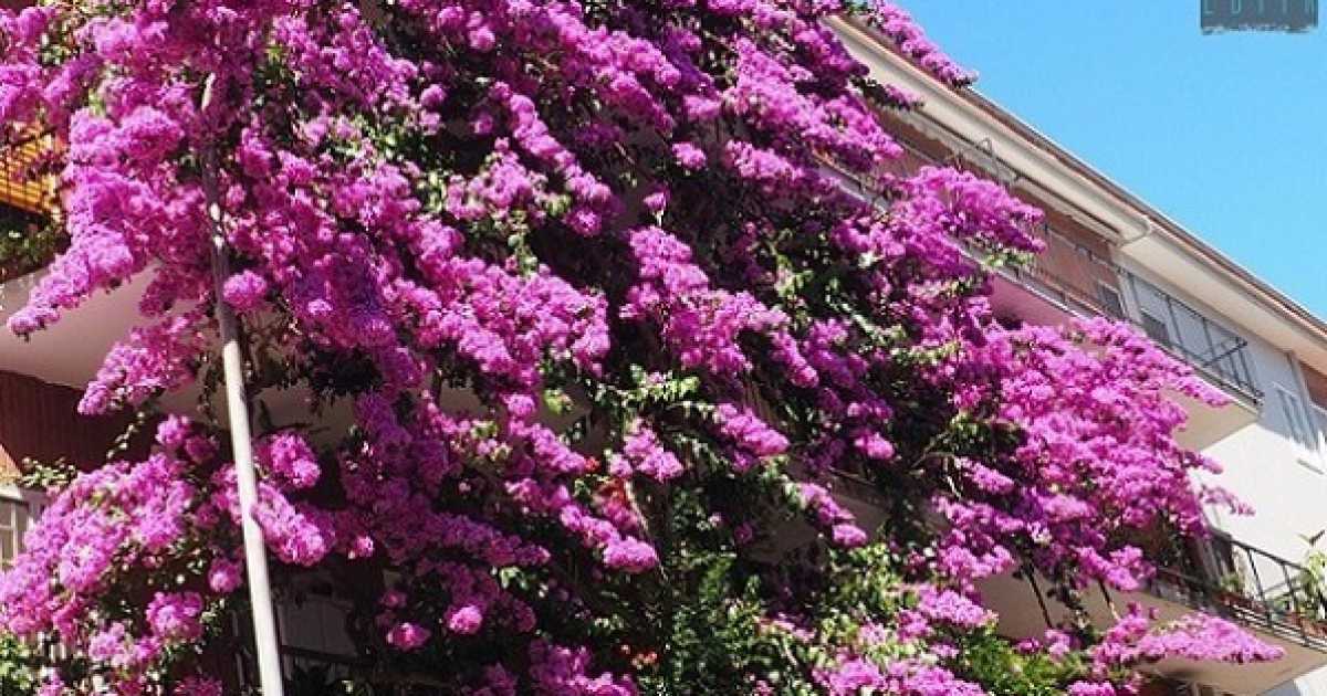 Bari, quella bouganville viola alta 4 piani: �E' qui dagli anni 60, curata da tutti noi�